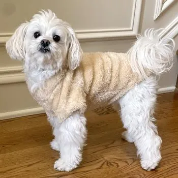 Doggie Design Soft Plush Pullover